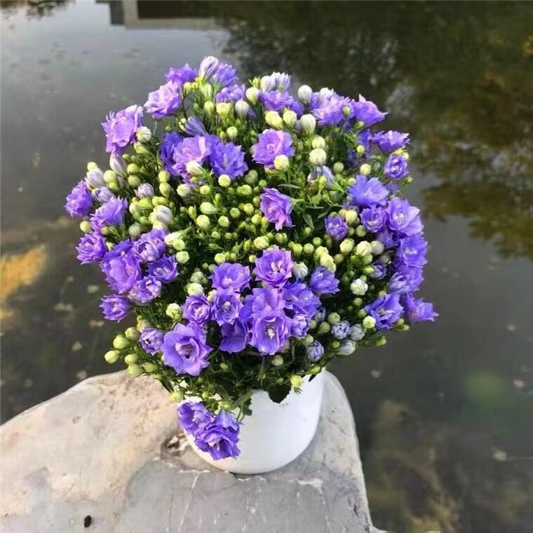 丹麦风铃花盆栽室内植物带花苞重瓣梦露花苗阳台庭院四季花卉绿植