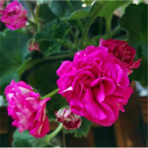 重瓣天竺葵盆栽花苗洋绣球苗四季开花驱蚊草室内庭院阳台花卉大花