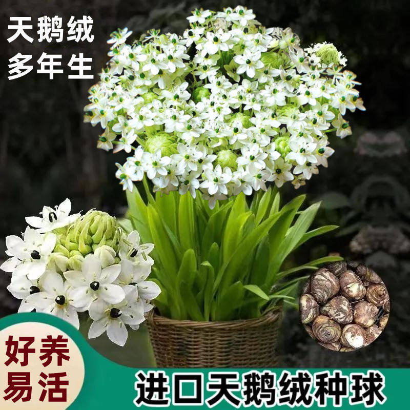 天鹅绒种球伯利恒之星虎眼万年青耐热耐寒多年生阳台庭院球茎花卉