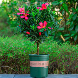 四季茶花盆栽庭院阳台开花非常好养植物杜鹃红山茶带花苞木本花卉