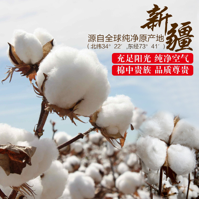 Slip jeunesse KO4015 en coton - Ref 669308 Image 4