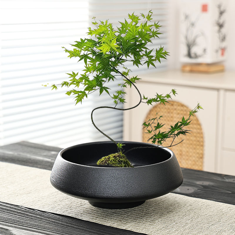 禅意流泉枫蕨类花盆陶瓷大号家用苔藓球佛手柑大口径盆景水培器皿