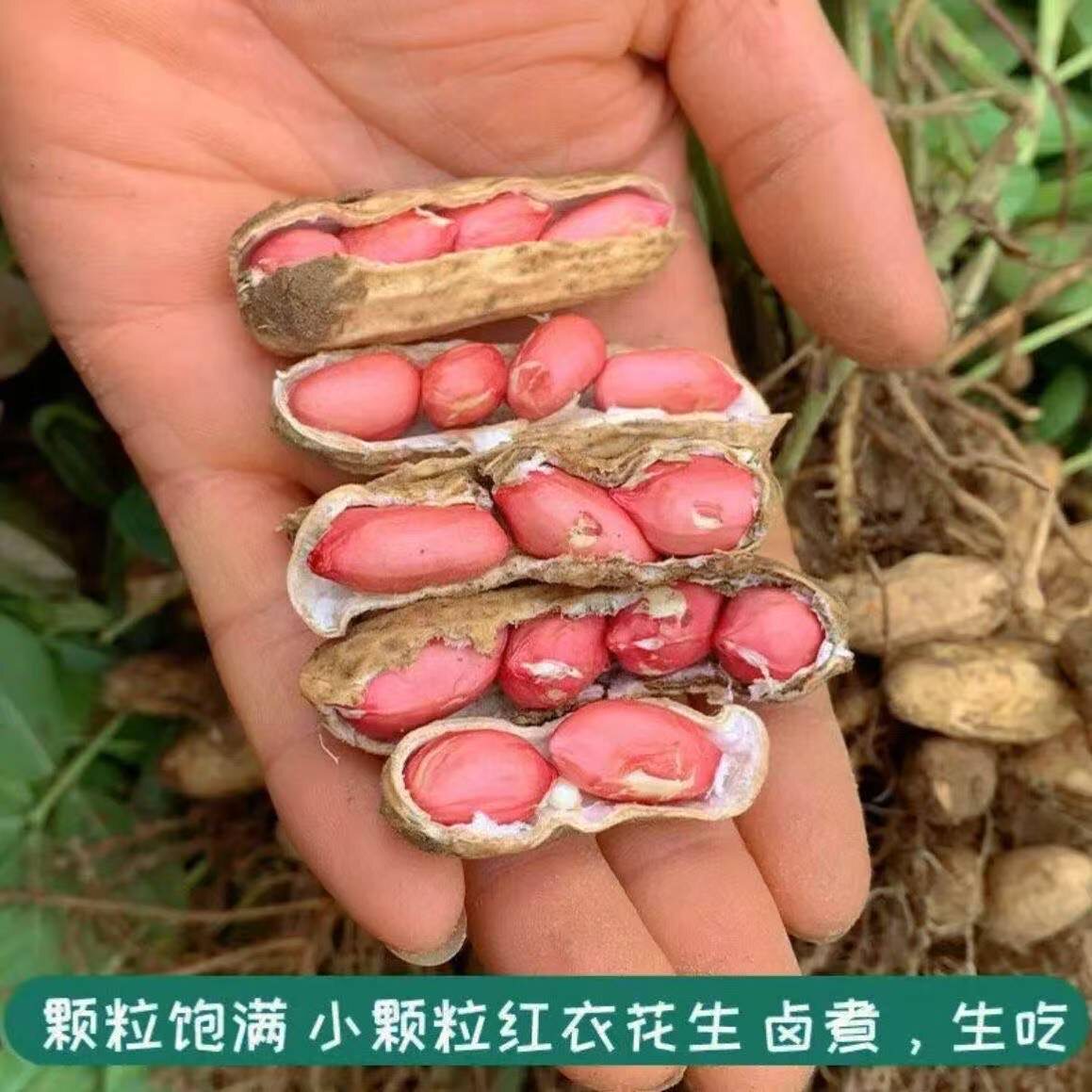 新鲜带壳湿花生鲜花生