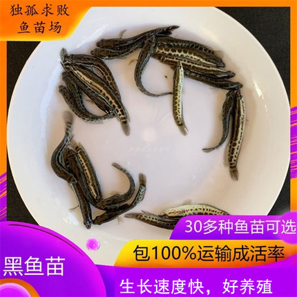 黑鱼苗淡水活体生鱼苗财鱼苗乌鳢鱼苗乌鱼苗路大型食用养殖鱼