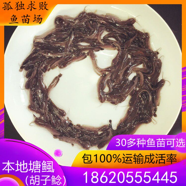 本地塘鲺鱼苗塘角鱼胡子鲶鱼苗土塘鲺鱼滑哥淡水活体饲料鱼养殖鱼