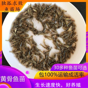 黄骨鱼苗黄颡鱼昂刺鱼苗黄丫头活体淡水养殖黄辣丁黄桑鱼苗稻田鱼