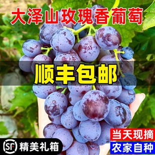 顺丰现摘大泽山玫瑰香葡萄新鲜葡萄甜当季孕妇水果山东非夏黑提子