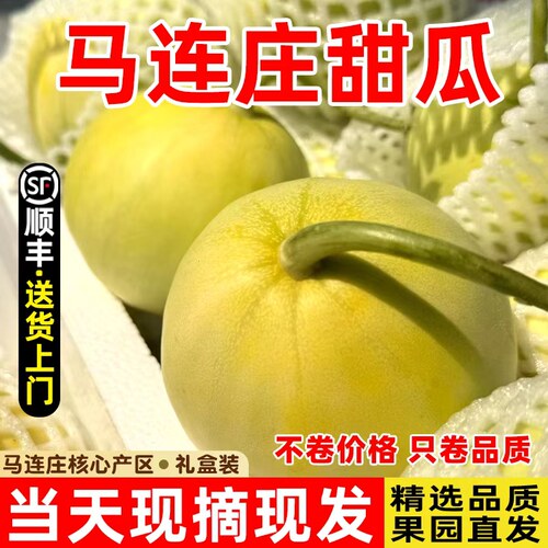 【顺丰】正宗马连庄甜瓜山东莱西甜瓜甜宝甜瓜脆甜孕妇新鲜水果