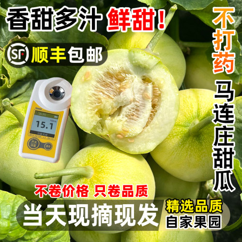 【顺丰包邮】正宗马连庄甜瓜莱西甜瓜甜宝甜瓜脆甜孕妇新鲜水果