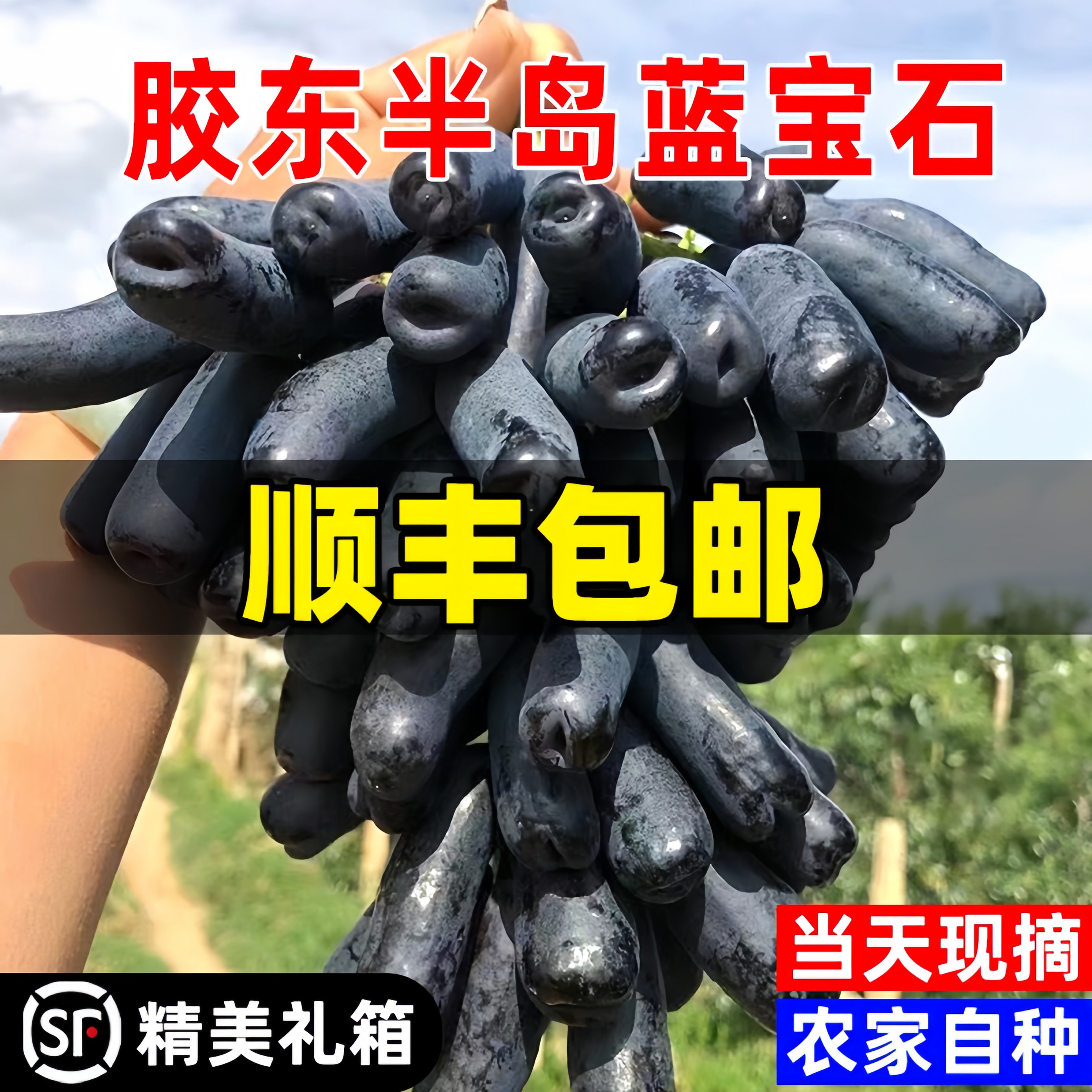 精选大泽山蓝宝石葡萄当季新鲜水果美人指金手指无籽黑提子顺丰