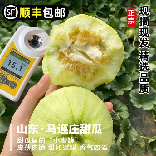 【顺丰】正宗马连庄甜瓜自然成熟当季新鲜孕妇宝宝水果脆甜多汁