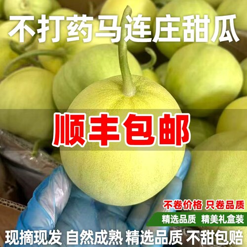 【顺丰】正宗马连庄甜瓜山东莱西甜瓜甜宝甜瓜脆甜孕妇新鲜水果