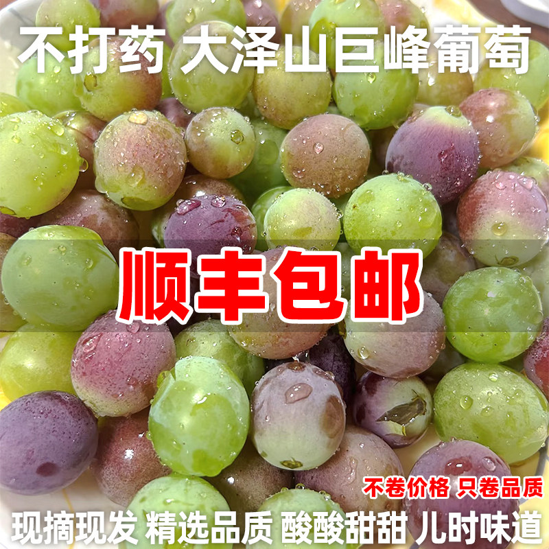 顺丰包邮青岛大泽山巨峰葡萄不打葡萄/提子