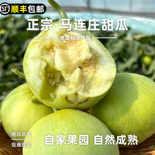 【顺丰】正宗马连庄甜瓜山东莱西甜瓜甜宝甜瓜脆甜孕妇新鲜水果
