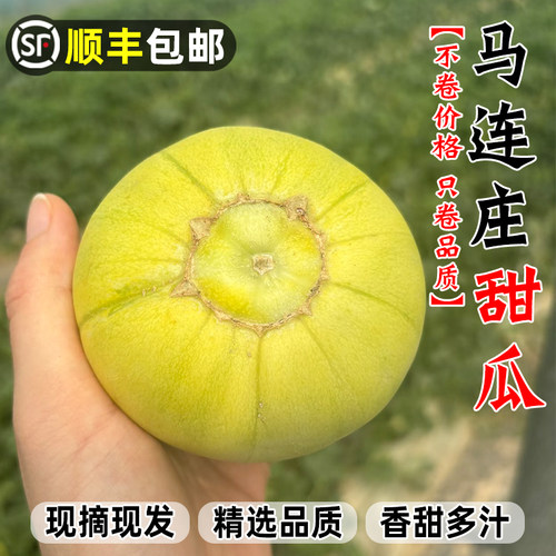 【顺丰】正宗马连庄甜瓜山东莱西甜瓜甜宝甜瓜脆甜孕妇新鲜水果