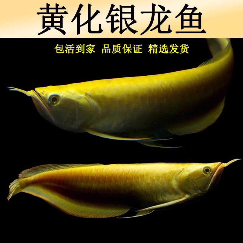 黄化银龙鱼赤瞳血艳活鱼体苗大型风水鱼金红龙
