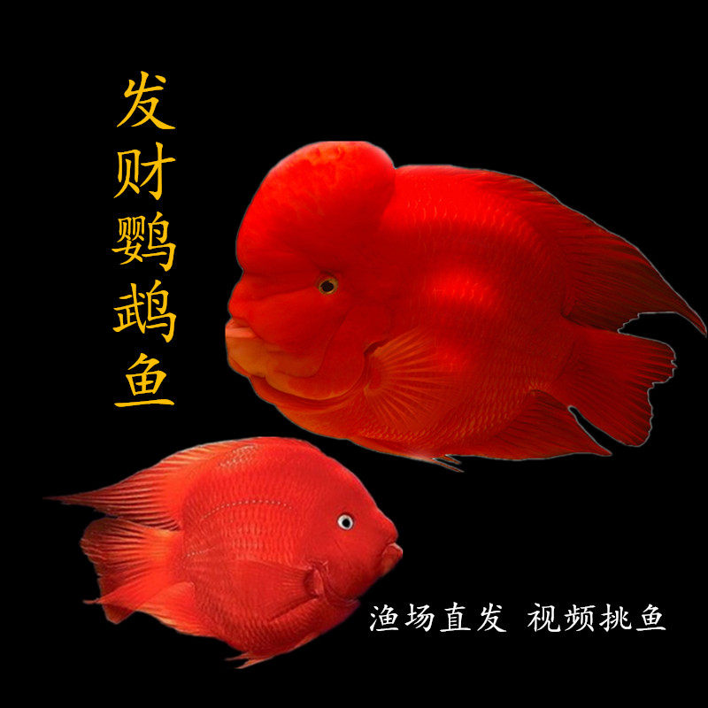 鹦鹉鱼鱼活鱼体发财鱼血鹦鹉财神元宝鱼红色风水鱼促销包邮