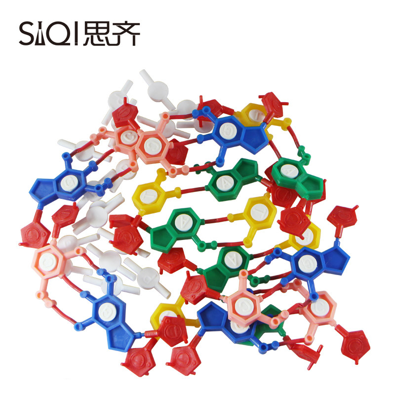 dna结构模型 3242双螺旋碱基对遗传基因生物教学 实验器材