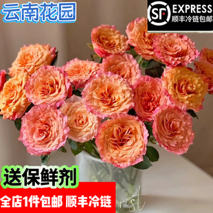 火灵鸟玫瑰能开炸的玫瑰云南基地直发生活插花水养鲜花顺丰冷链