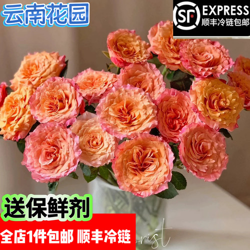 火灵鸟玫瑰能开炸的玫瑰顺丰包邮