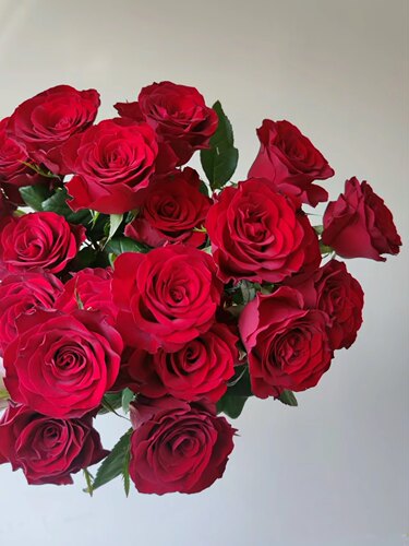高原红红玫瑰新年喜庆插花办公室客厅水养鲜花顺丰包邮云南直发