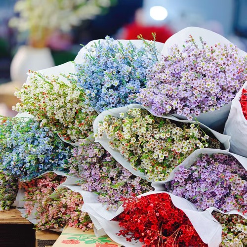 3澳洲进口A级腊梅 冬春季开花 鲜切枝  花期长 家居插花