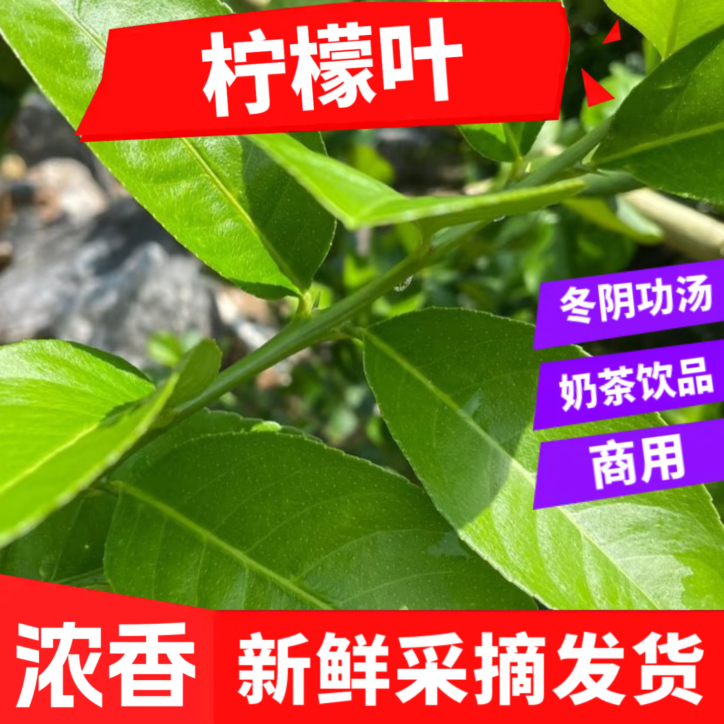 新鲜采摘 香水柠檬叶冬阴功汤原料西餐厅商用奶茶店饮品茶饮 鱼生图片