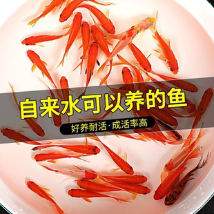 草金鱼冷水观赏鱼好养耐活小鱼苗锦鲤养不死批发非斑马鱼