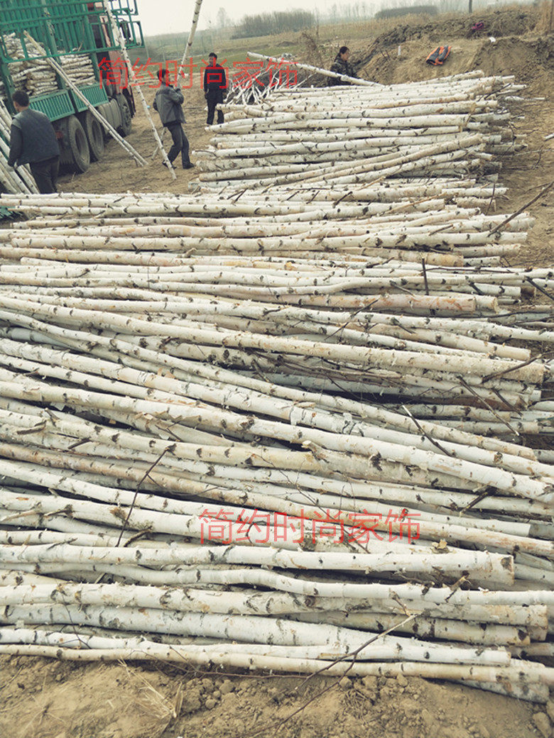 天然白桦树杆装饰树干树枝树杈原木头桦木段树桩婚庆拱门玄关隔断