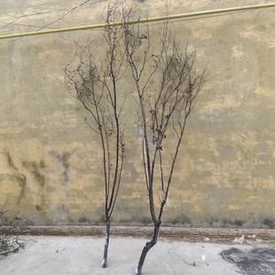 天然黑树枝许愿树马醉木干支枯木婚庆婚礼道具仿真树支造景白树杈