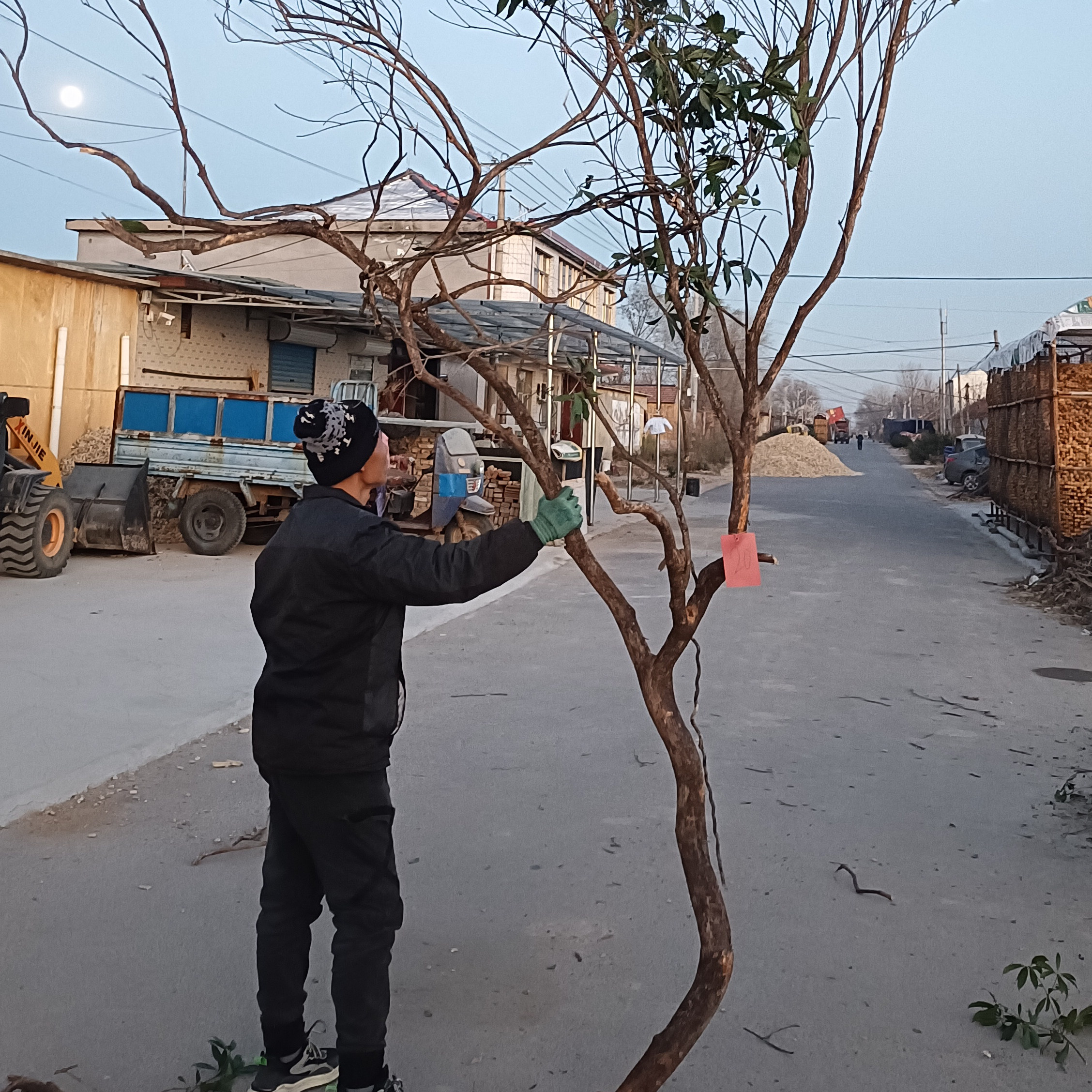 黄柏树马醉木枯枝枯树天然树干树枝造景树落地摆件吊钟树树枝树干图片