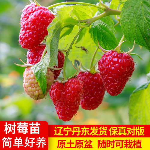 树莓苗双季覆盆子耐寒植物原土盆