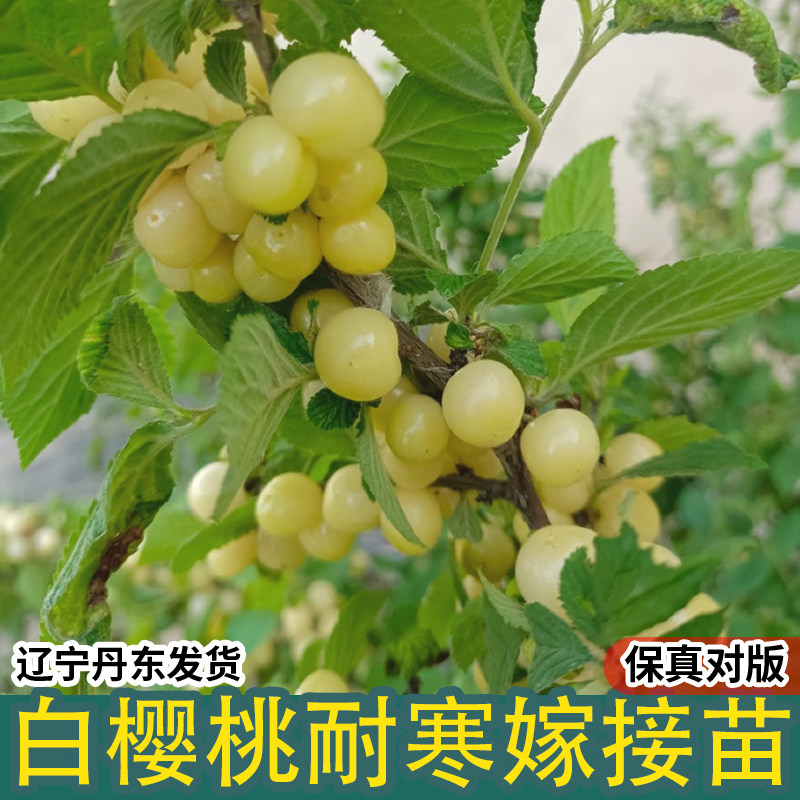 白玉毛樱桃树苖野山樱桃树白樱桃苗耐寒北方南方庭院种植当年结果