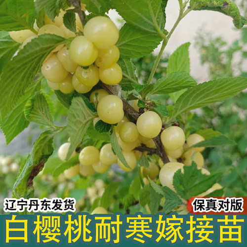 白玉毛樱桃树苖野山樱桃树耐寒