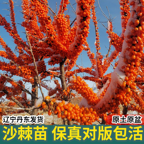 沙棘苗中华沙棘俄罗斯深秋红树苗
