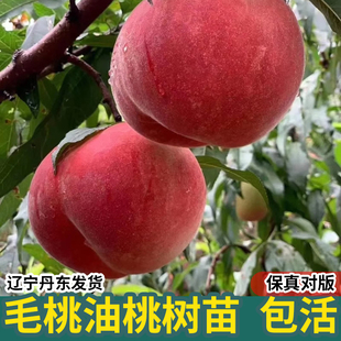 桃树果苗嫁接黄桃树苖早熟特大冬桃秋白艳红毛桃油桃水蜜桃苗