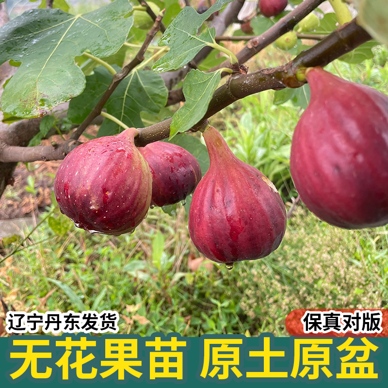 无花果树果苗矮化盆栽地栽四季种植当年结果新疆波姬红无花果苗树