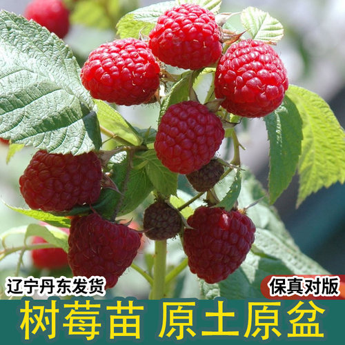 树莓苗双季覆盆子黄红树莓苗