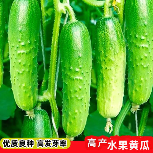 水果黄瓜种子春播摘不败清香水果