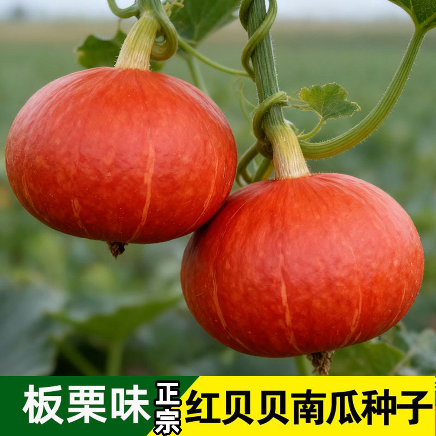 红贝贝南瓜种子香甜粉糯红皮板栗小金瓜种籽四季阳台农家蔬菜种孑