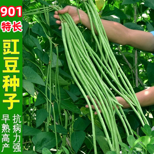 早熟长豆角种子摘不败901豇豆