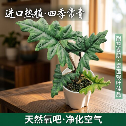 热植室内桌面进口四季