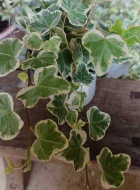 日系雪莹常春藤室内桌面观叶盆栽 白化叶片稀有人气网红 好养绿植