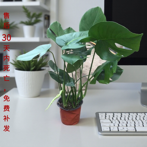 龟背竹植物室内真花大盆栽水培观叶净化空气新手小白客厅美观绿植 - 封面