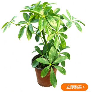 鸭脚木盆栽室内八方来财树苗七叶莲绿植易养活客厅观叶植物发财树
