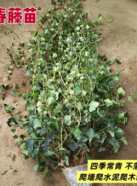 爬墙爬藤常春藤垂吊植物室外