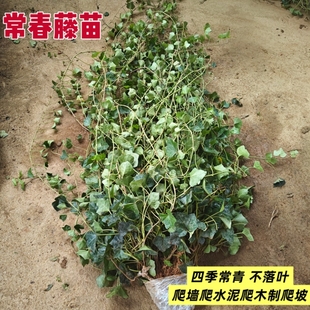 常春藤苗 四季常垂吊爬藤爬墙植物 防辐射苗 小区绿化工程爬山虎