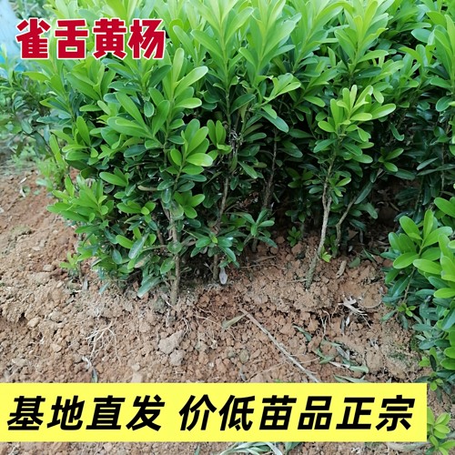 常绿雀舌小叶黄杨苗室外耐寒耐旱