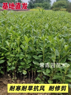 耐旱海桐树苗球室外大绿植四季常青气味清香小区矮化绿化驱蚊小苗