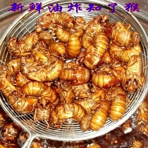新鲜金蝉知了猴知了龟纯野生金禅龟肉爬蚱蝉蛹40只包邮油炸知了猴